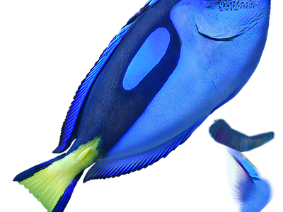 鱼缸