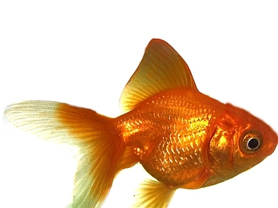 鱼缸
