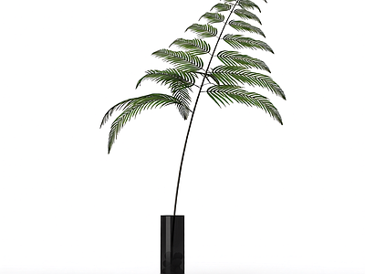带盆绿植盆栽