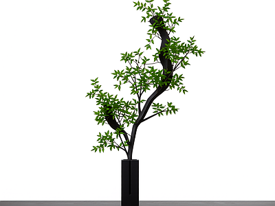 带盆绿植盆栽