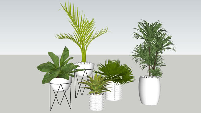 Potted plant / potted plant 其他 画 瓶子