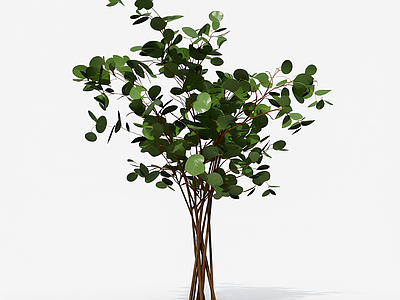 圆形叶植物模型