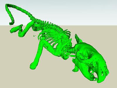 基于CT和微CT图像的3D大鼠骨骼(CBI医学图像)