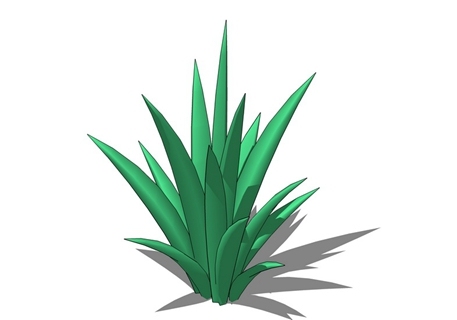 地被植物