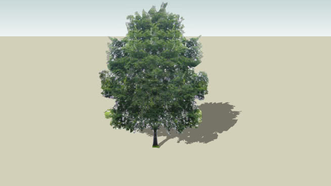 榆树 植物 西兰花 沙漠 其他 画