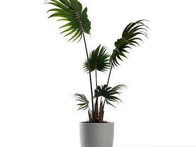 盆栽植物装饰