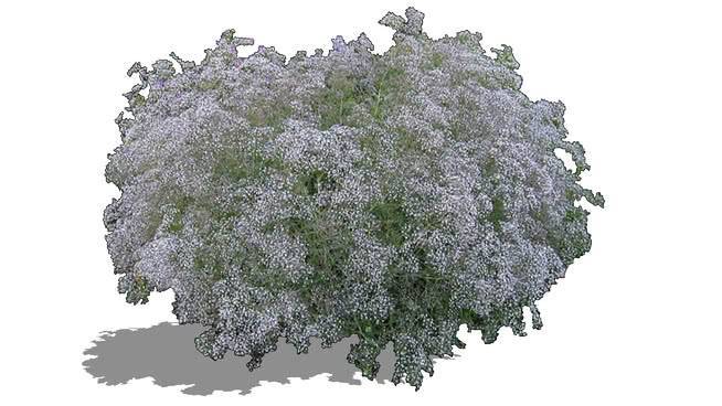 满天星 西兰花 围巾 菜花 棉花