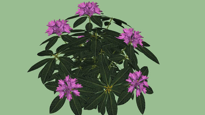 杜鹃花 花 其他 画 蜜蜂