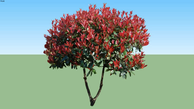 红叶石楠'红罗宾 植物 其他 花 画