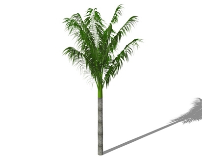 3D棕榈科植物