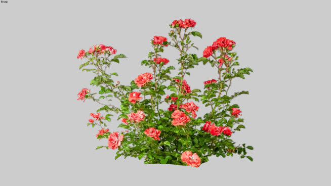玫瑰红葡萄酒 花 其他 画 室外