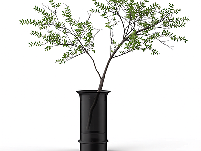 盆栽植物组合