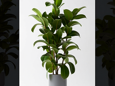 盆栽植物带花盆