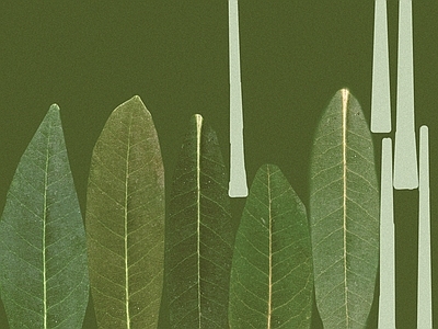 绿植墙