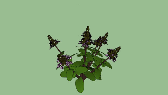 圣罗勒 植物 其他 蜜蜂 演出 蜂鸟