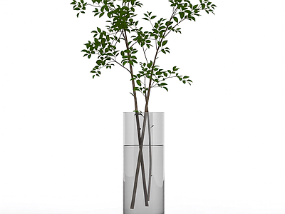 盆栽植物装饰