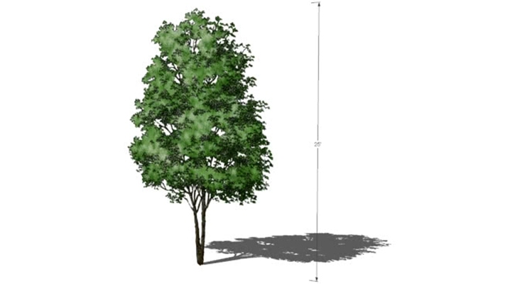 树 草图大师模型