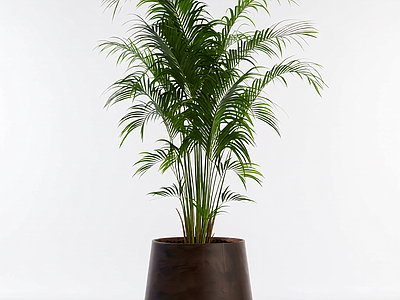盆栽棕榈植物