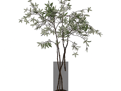 透明花瓶盆栽植物