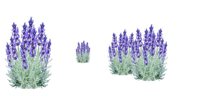 薰衣草- lavendel（2D） 刺棘蓟 其他 花 画