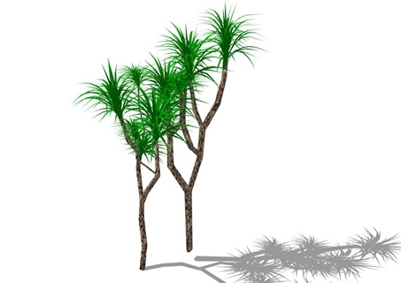 龙血树
