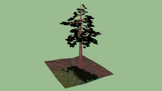 红杉树 画 其他 蜜蜂 花盆