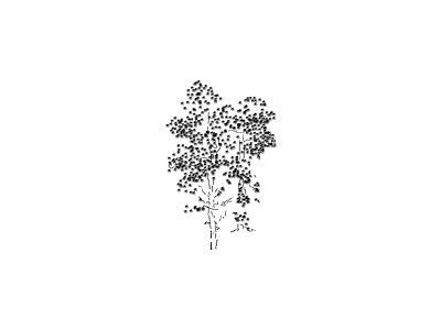 乔木种植 植物图块