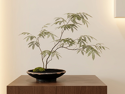 盆栽绿植盆栽