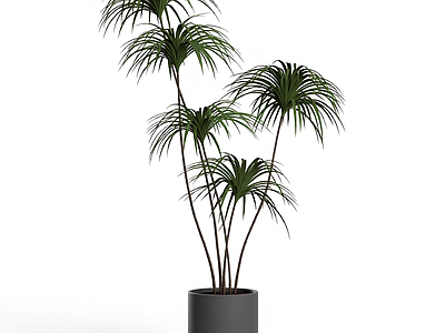 盆栽植物组合