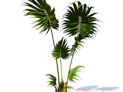 盆栽棕榈植物