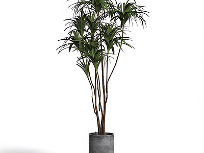 带盆绿植盆栽
