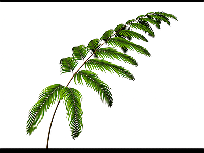 带枝叶的植物模型