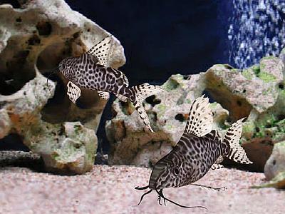 倒置斑点猫鱼(Synodontis Eupterus)