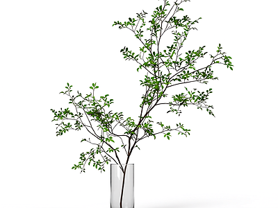 盆栽植物装饰