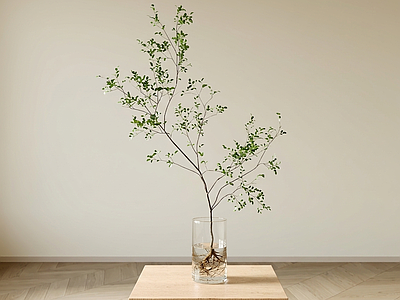 艺术绿植灌木