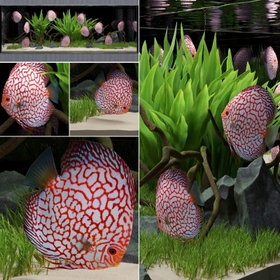 现代鱼缸七彩神仙鱼
