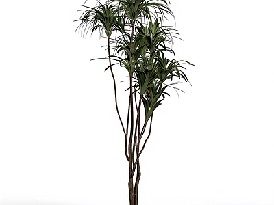 多枝叶植物模型