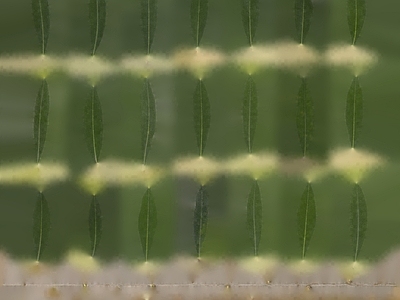 绿植墙