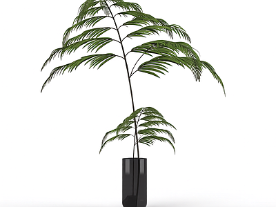 盆栽蕨类植物