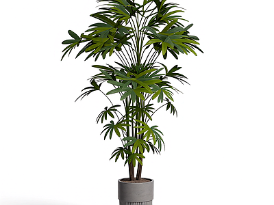 盆栽植物装饰