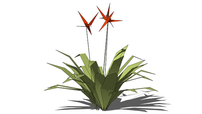 鹤望兰 画 植物 花 其他 菠萝