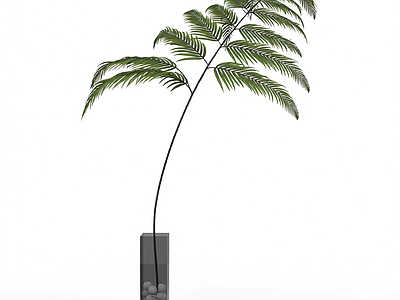 带盆蕨类植物