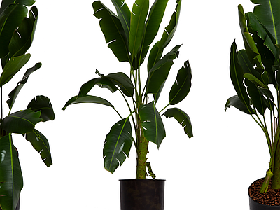 盆栽植物带花盆