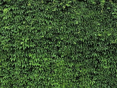 绿植墙