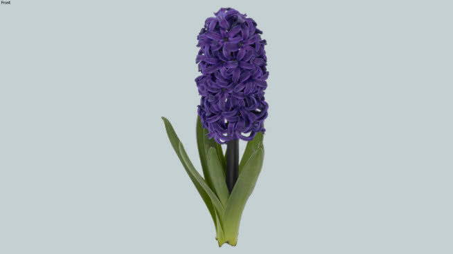 叶海棠紫 花瓶 其他 植物 花 蔬菜