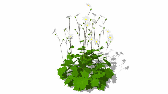 Anemone hybrida - White Anemone 其他 植物 画 花 室外