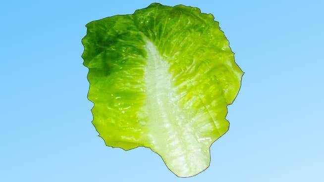 白菜叶 其他 花 扁虫 结球甘蓝（卷心菜）