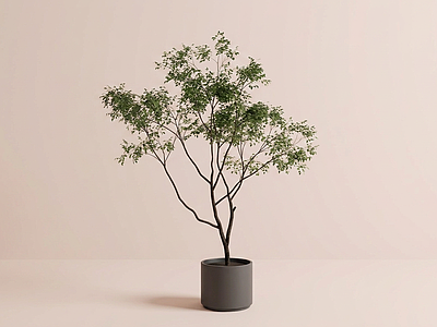 装饰绿植盆栽