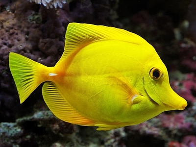 鱼缸