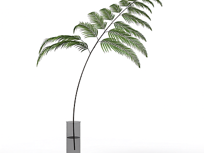 带盆蕨类盆栽